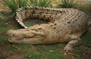 Крокодил. Фото: http://tsn.ua