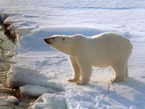 Ученые обнаружили только пару белых медведей на западе Чукотки. Фото: http://ntv.ru