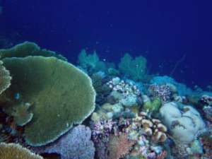 Риф с доминированием кораллов. (Фото: ARC Centre of Excellence in Coral Reef Studies)
