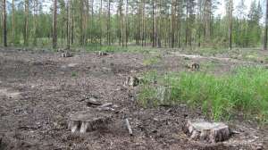 В Алтайском крае борются с экологами. Фото: Greenpeace 
