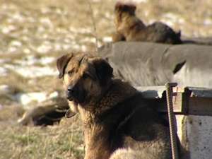 Власти Румынии приняли закон об уничтожении бездомных собак. Фото: Вести.Ru
