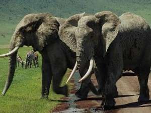 Слоны. Фото: http://newsthai.ru/