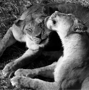 Если львицы предпочитают лизать друг друга... (Здесь и ниже фото авторов работы.)