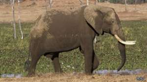 Охотники за слоновой костью подсыпали цианистый калий в резервуар с питьевой водой для животных