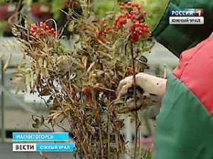 Магнитогорцы обменяли макулатуру на саженцы рябины. Фото: Вести.Ru