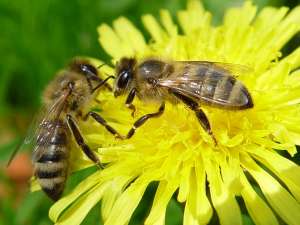 Пчелы. Фото: http://vospitatel.com.ua