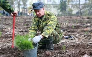 В Подмосковье в рамках акции «Живи, лес!» высадили 17 тысяч сеянцев сосны. Фото: http://lesvesti.ru
