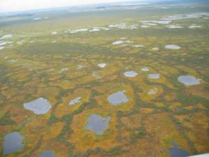 Большое Васюганское болото. Фото: ВикипедиЯ