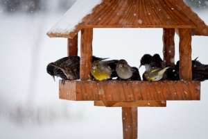 К корму, что нашли зимним днём, птицы возвращаются лишь под вечер. (Фото Shutterstock.)
