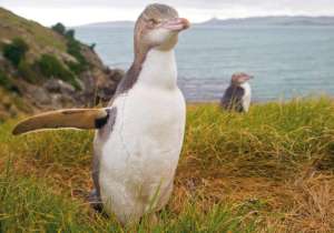 Находящийся под угрозой исчезновения желтый пингвин. В Новой Зеландии высок процент исчезающих птиц. (Фото: © paradoxdes / Fotolia)
