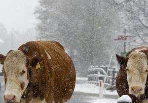 В США из-за снегопадов погибли порядка 100 тысяч коров. Фото: http://telegraf.by