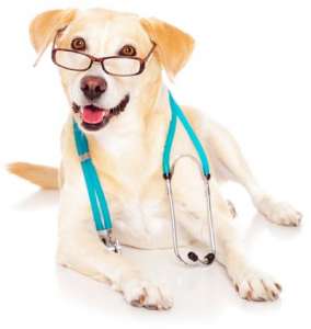 Собака — лучший друг врача. Фото: Наука и Жизнь