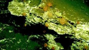 Глубоководные кораллы (например, этот Anthomastus в Тихом океане недалеко от устья Угриной реки) смогут выжить в условиях кислородного голодания. (Фото UC San Diego.)