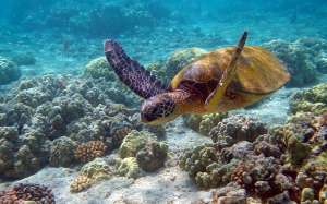Морская черепаха. Фото: http://www.sunhome.ru/