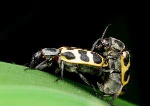 Иногда насекомые не слишком заботятся о том, с кем они спариваются — с самцом или с самкой. (Фото Alex Wild.)