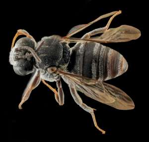 Массовая гибель динозавров чуть было не уничтожила всех пчёл, что отразилось и на разнообразии цветковых растений (фото USGS Bee Inventory and Monitoring Lab/flickr).