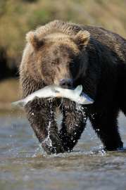 Медведь гризли ловит лосося. (Фото: ©andreanita /Fotolia )