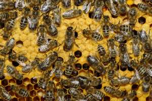 Пчелы. Фото: http://academic.ru/
