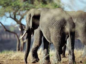 Слоны. Фото: http://www.dangeranimals.ru