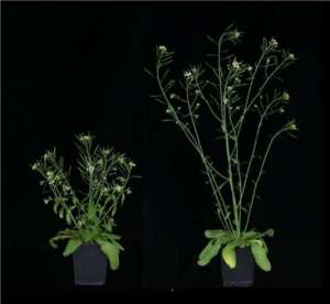 Различные формы роста арабидопсиса (Резуховидки Таля): слева растение с мутацией гена GA20ox1, справа - растение без мутации. (Фото: MPI f. Plant Breeding Research)