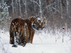 Амурский тигр. Фото: http://www.znanijamira.ru/