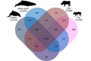 Число общих генов у китообразных, свиней и коров Схема: Yim, Cho et.al, Nature, 2013