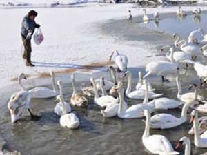 Лебеди. Фото: http://donbass.ua/