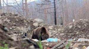 Медведь на Камчатке. Фото: http://ntdtv.ru/