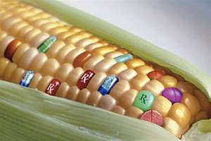 ГМО-кукуруза. Фото: http://obozrevatel.ua/