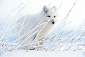 Животные в Арктике. Фото: http://yousmi.by/