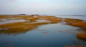 Низинные водно-болотные угодья: болота с низким рельефом, подобные этому заросшему спартиной болоту в дельте лимана Сливового острова в Массачусетсе, часто затопляются приливами, которые приносят осадок и помогают болотам выстраиваться в быстром темпе (приблизительно на 5-10 миллиметров в год). (Фото: Мэтт Кирван )