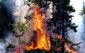 За год число лесных пожаров в России уменьшилось почти в 2 раза. Фото: http://lesvesti.ru
