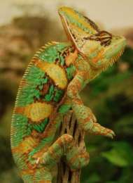 Йеменские хамелеоны (Chameleon calyptratus) являются туземным видом Аравийского полуострова - в частности, Йемена и Саудовской Аравии. (Фото: Megan Best)