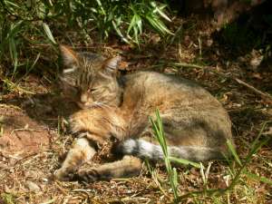 Степной кот, предок большинства домашних кошек(фото Andrew.Lorenzs/Wikimedia Commons). 