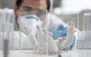 Лабораторные мыши. Фото: http://zhenskoe-mnenie.ru