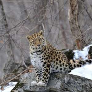 Редкого дальневосточного леопарда в «белых перчатках» назвали Лордом. Фото: Вокруг Света