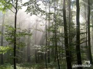 Сотрудники заповедника «Кологривский лес» выйдут против директора заповедника. Фото: Greenpeace