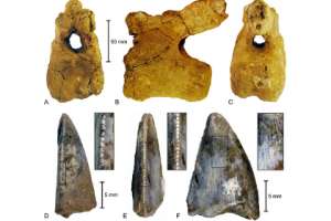 Найденные учеными позвонок титанозавра и зуб абелизаврида Изображение: Benjamin P. Kear et al., PLoS ONE, 2013