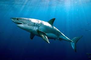 Белая акула Фото: Greg Skomal / MA Marine Fisheries