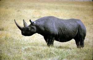Черный носорог. Фото: http://animalworld.com.ua
