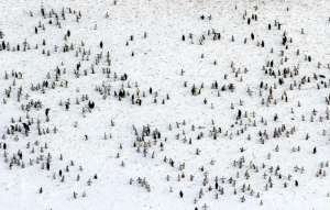 Колония императорских пингвинов, вид с воздуха. (Фото: Ian Potten)
