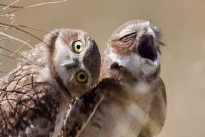 Ученые выяснили, как и зачем американские земляные совы подслушивают переговоры соседей-грызунов. Фото: Ron Dudley