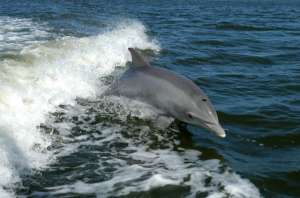 Долгое время учёные пытались понять, что позволяет дельфинам развивать высокую скорость во время плавания (фото NASA/Wikimedia commons).