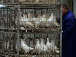 Жертвами птичьего гриппа H7N9 в Китае стали еще два человека. Фото: Global Look Press