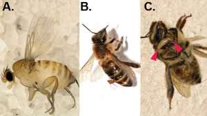 Мухи вида Apocephalus атакуют медоносных насекомых. Фото: http://bioscientias.blogspot.com
