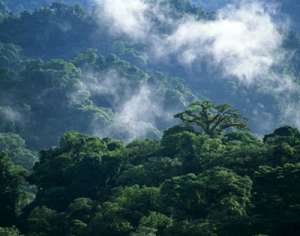 Леса Центральной Америки. Фото: http://yaturistka.ru