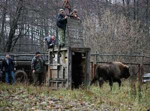 Если потребуется, диким животным обеспечат даже комфортное переселение. Фото: http://lesvesti.ru