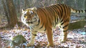 Амурский тигр. Фото: администрация Приморского края