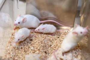 Лабораторные мыши. Фото: http://svit24.net