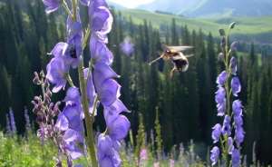 Шмели неплохо летают и на высокогорных лугах. (Фото Michael Dillon / University of Wyoming.)